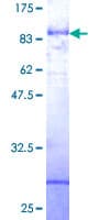 Human CLK4 Protein (Recombinant GST)