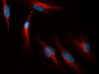 IHC-plus™ Tubulin Antibody (clone YL1/2)