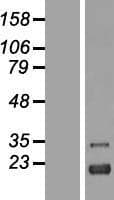 ZFAND2A Protein (Over-Expression Lysate Myc-DDK (Flag))