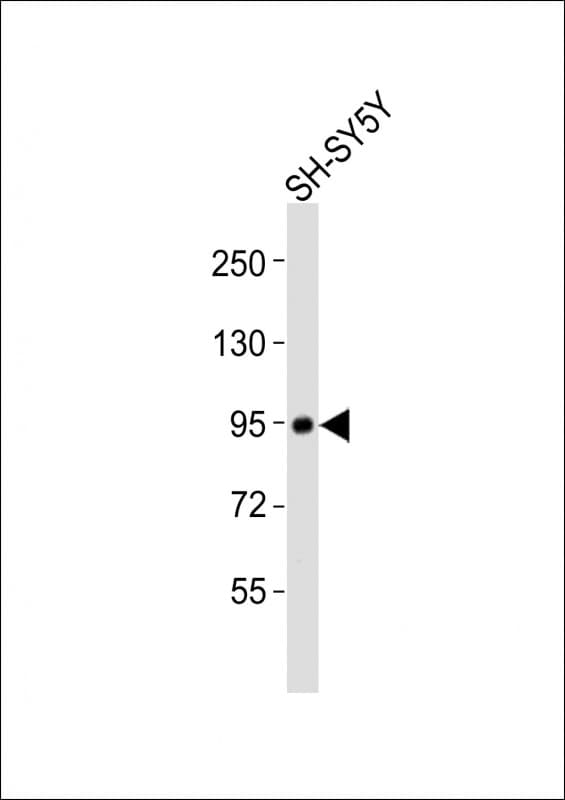 PROX1 Antibody (aa444-478)