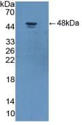 ADIPOR2 Antibody (aa2-155, APC)