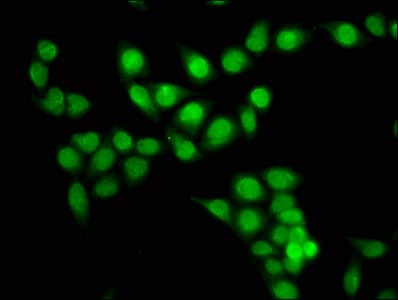 HIST1H3A Antibody