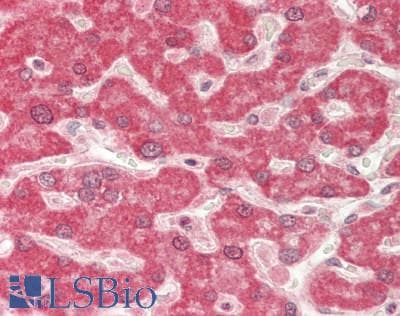 IHC-plus™ Polyclonal Rabbit anti-Human HAMP / Hepcidin Antibody (IHC, WB)
