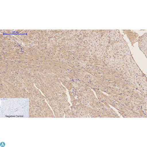 EP300 / p300 Antibody