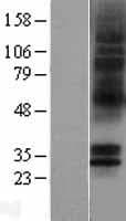HTR5A / 5-HT5A Receptor Protein (Over-Expression Lysate Myc-DDK (Flag))