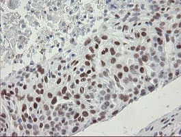 TLE1 / TLE 1 Antibody (aa180-460, clone OTI1F5)