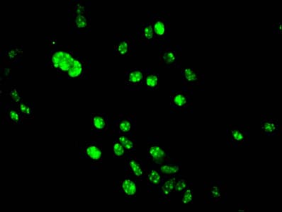 HIST1H3A Antibody