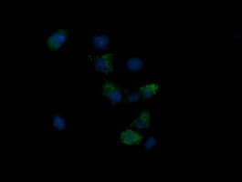 NDUFB10 Antibody (clone OTI2B4)