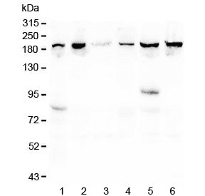 CPAMD8 / KIAA1283 Antibody