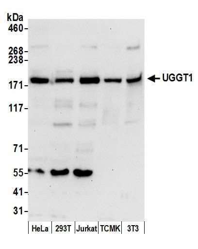 UGGT1 / UGGT Antibody (aa25-75)