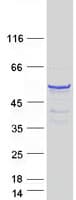 Human CPEB1 / CPEB Protein (Recombinant Myc-DDK (Flag))