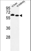 PRODH Antibody (aa130-155)