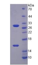 Mouse SIRT3 / Sirtuin 3 Protein (Recombinant His-T7)