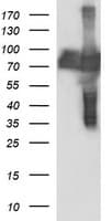 CEP68 Antibody (clone OTI5B4)