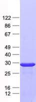 Human MRPL10 Protein (Recombinant His, N-Terminal)