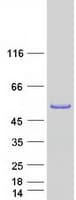 Human ANXA7 / Annexin VII / SNX Protein (Recombinant Myc-DDK (Flag))