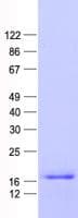 Human ARPP19 Protein (Recombinant His, N-Terminal)