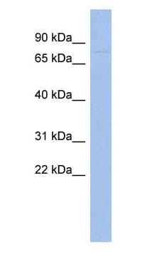 ZNF233 Antibody (aa395-444)