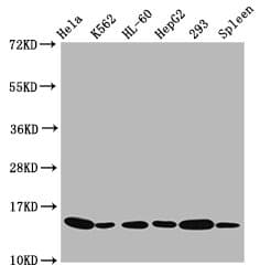 Polyclonal Rabbit anti-Human HIST1H2BN Antibody (IHC, WB)