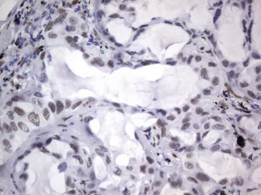RBFOX1 / A2BP1 Antibody (aa1-210, clone OTI4F9)