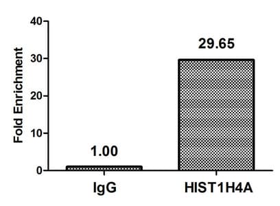 Polyclonal Rabbit anti-Human HIST1H4I Antibody (WB)