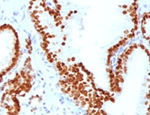 Monoclonal Mouse anti-Human FOXA1 + FOXA2 + FOXA3 Antibody (clone FHBA1-1, IHC, IF)