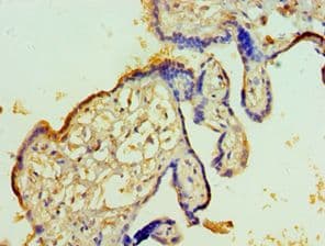 TFPI2 Antibody (aa23-235)