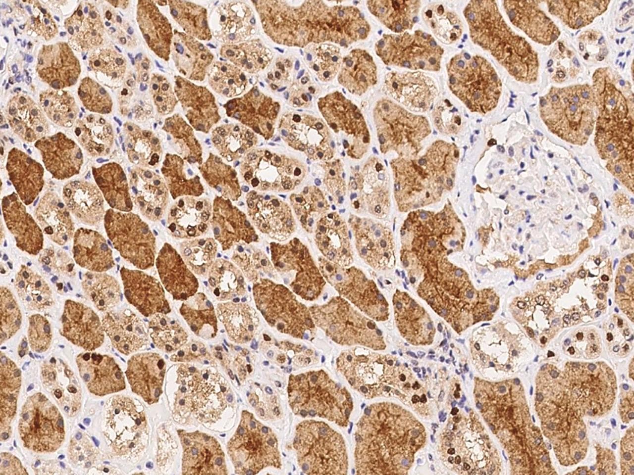 Polyclonal Rabbit anti-Human SCLY Antibody (Preservative Free, IHC)