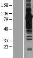 BAG6 / G3 / Scythe Protein (Over-Expression Lysate Myc-DDK (Flag))