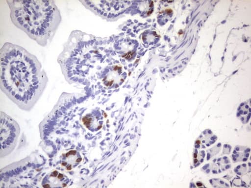 Monoclonal Rat BrdU Antibody (clone 3B2, IHC)