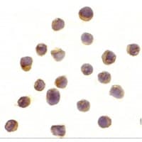 IHC-plus™ Polyclonal Rabbit anti-Human RPS6KA1 / RSK1 Antibody (IHC, IF, WB)