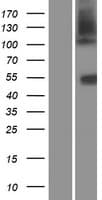 SLC14A1 / JK Protein (Over-Expression Lysate Myc-DDK (Flag))