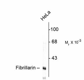FBL / FIB / Fibrillarin Antibody