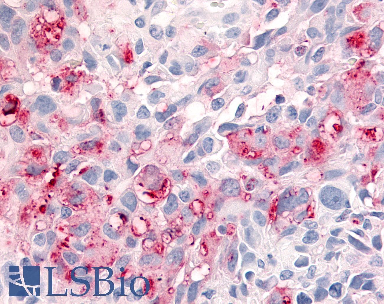 PathPlus™ GPR151 Antibody (C-Terminus)
