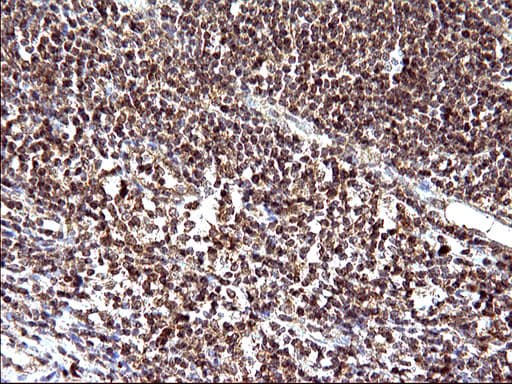 EMC8 / COX4NB Antibody (clone OTI2A4)