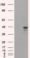 HNRNPF / hnRNP F Antibody (clone OTI5F5)