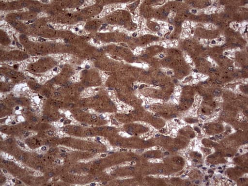 H2AFY2 Antibody (aa2-261, clone OTI1C2)