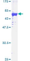 Human MAPKAPK3 Protein (Recombinant GST)