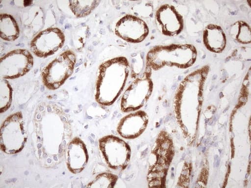 SDHB Antibody (clone OTI3F5, Carrier-free)