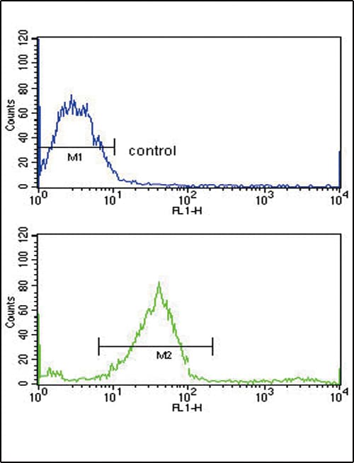 GALNT3 Antibody (aa454-481)