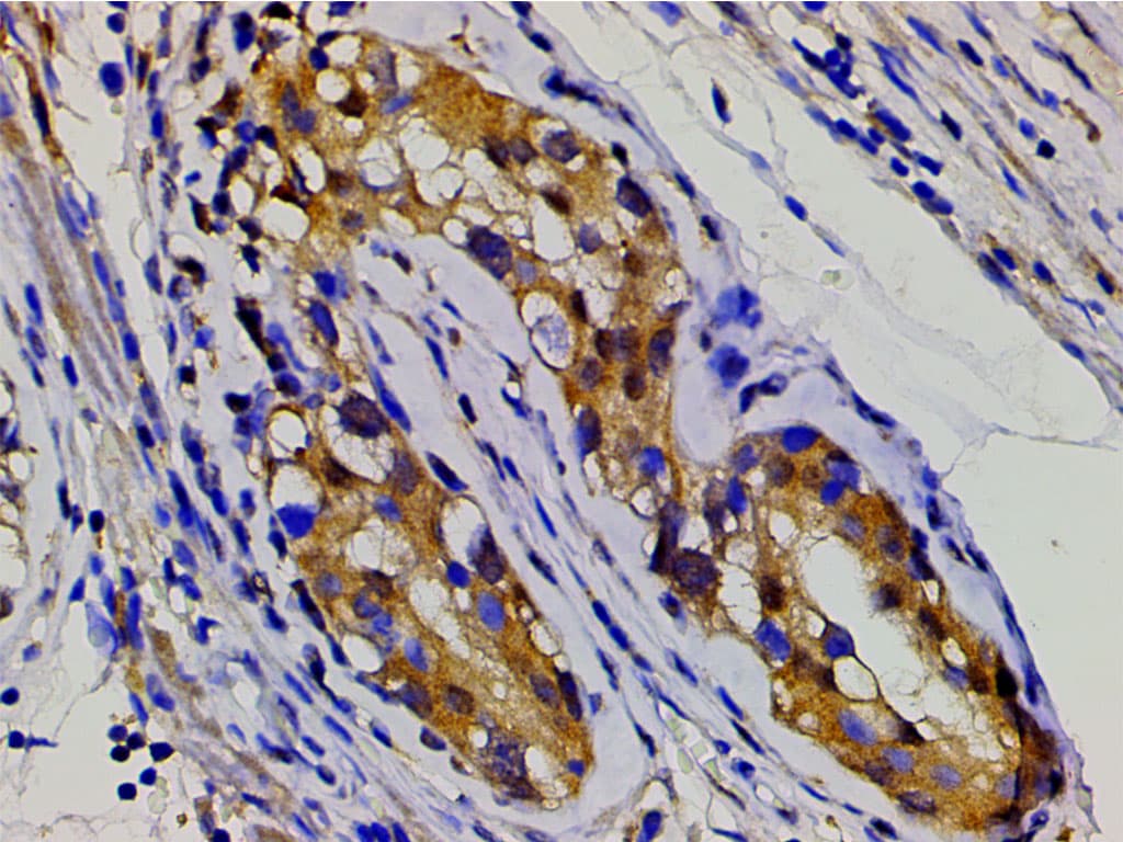 EFNB2 / Ephrin B2 Antibody