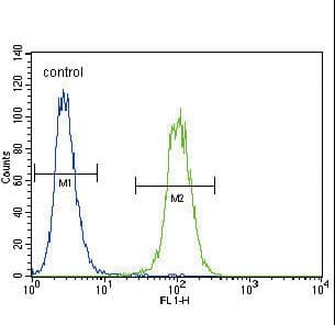 Polyclonal Rabbit anti-Human PLAU / Urokinase / uPA Antibody (aa396-426, IHC, IF, WB)