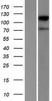 ACSBG2 Protein (Over-Expression Lysate Myc-DDK (Flag))