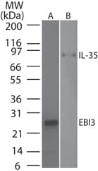 Monoclonal Rat anti-Mouse EBI3 / IL-27B Antibody (clone IMG10J763, WB)