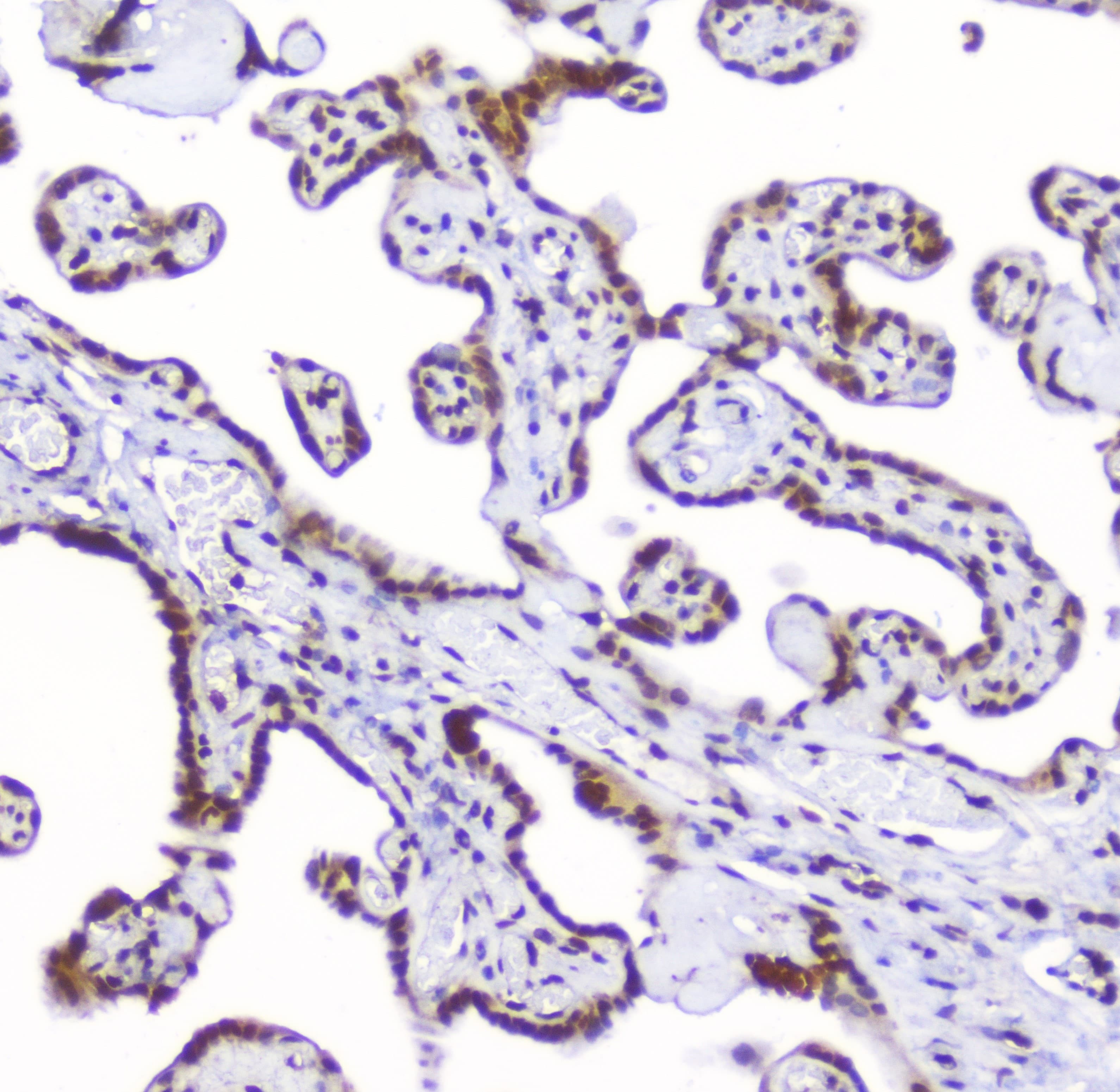 AHR Antibody
