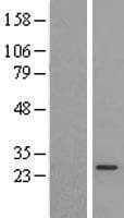PRELID1 Protein (Over-Expression Lysate Myc-DDK (Flag))