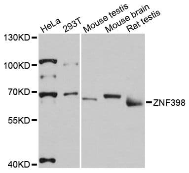 ZNF398 Antibody