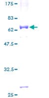 Human MRPL39 Protein (Recombinant GST)