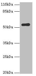Polyclonal Rabbit anti-Human BAP / SIL1 Antibody (aa32-174, WB)