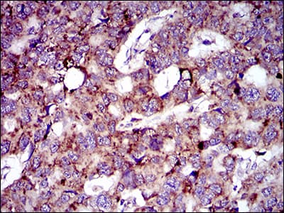 MRPL42 / MRPS32 Antibody (aa10-142, clone 3H6H2)